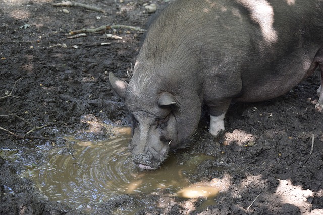 凯恩不激活解约条款，世界杯后与拜仁谈续约